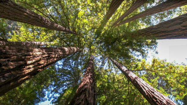 Best Tree Risk Assessment  in Waldorf, MD