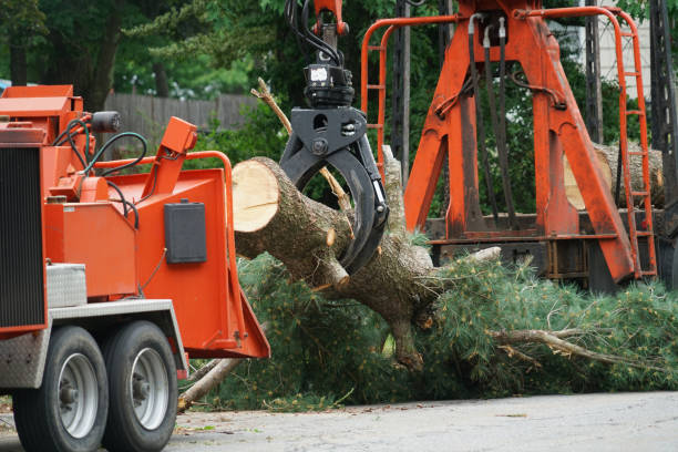 Best Tree and Shrub Care  in Waldorf, MD