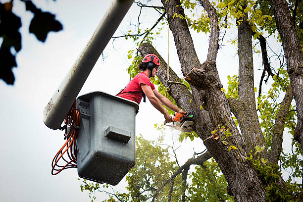 How Our Tree Care Process Works  in  Waldorf, MD