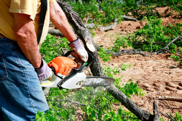 Best Tree Health Inspection  in Waldorf, MD